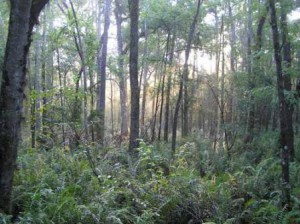 Six Mile Cypress Preserve (Photo credit: Lee County Parks & Rec)