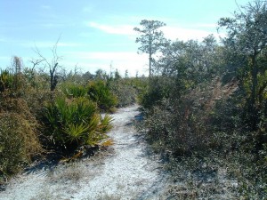Gopher Tortoise Preserve
