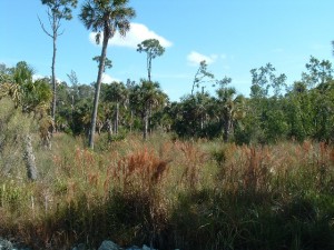 Wetland Preserve
