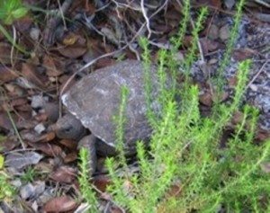 GT-reduced-size-crop