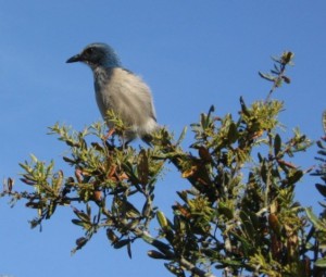 Scrub-Jay-crop-reduced-size