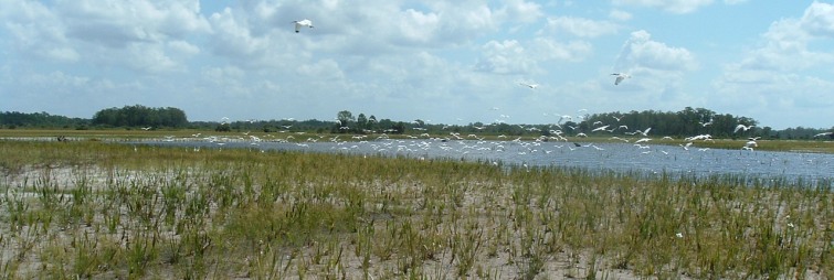 Wetland Restoration and Climate Change