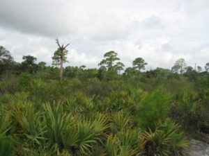 Scrub ecosystem preserved and managed for scrub jays and gopher tortoises.