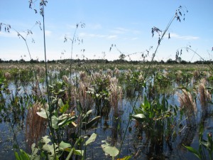 Created freshwater marsh (2008).