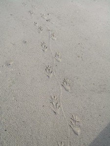 Alligator tracks (2008).
