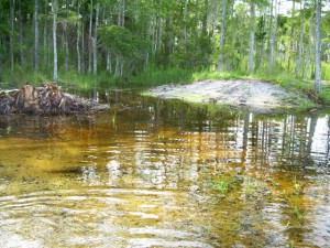 Restored sheet flow through breached berm (2008).