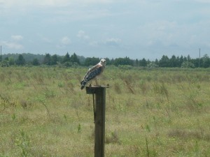 Red shouldered hawk