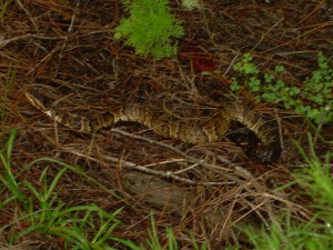 Young water moccasin (2008).