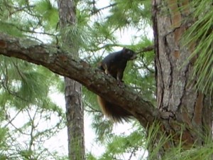 Big Cypress fox squirrel (2008).