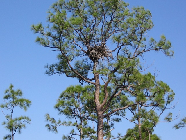 Bald eagle nest. Bald eagle nest.