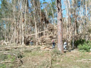Removing invasive exotic vegetation.