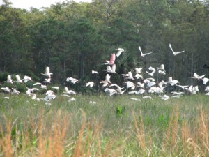 Mixed flock of wading birds (2009).