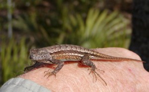 Florida Scrub Lizard (2004)
