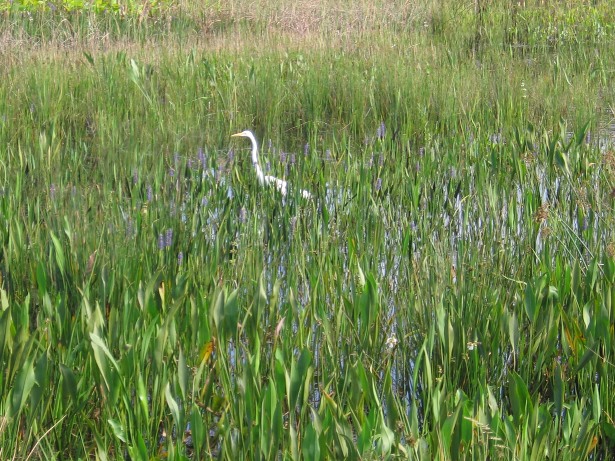 Great egret in created marsh (2007). Great egret in created marsh (2007).