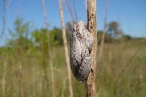 Grey Tree Frog (2009)