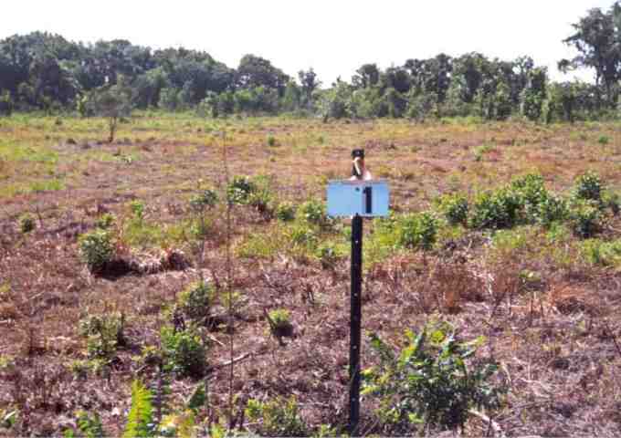 Pasture prior to being restored to hydric pine flatwoods (2002). Pasture prior to being restored to hydric pine flatwoods (2002).