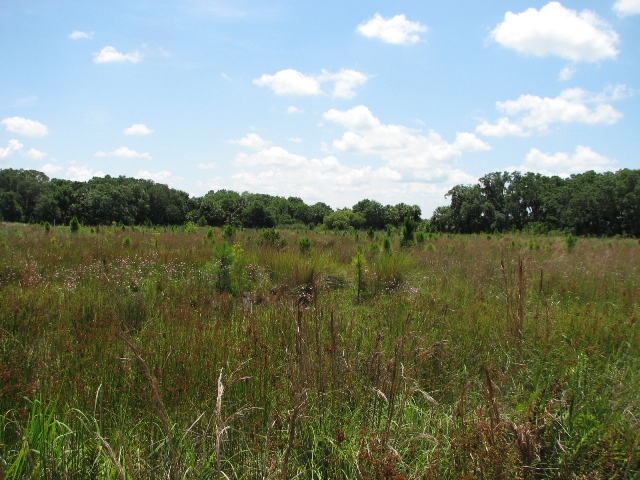 Hydric pine flatwoods restoration progress (2008). Hydric pine flatwoods restoration progress (2008).