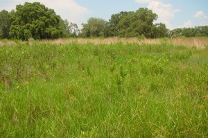 Maidencane and buttonbush dominated restored marsh (2004)