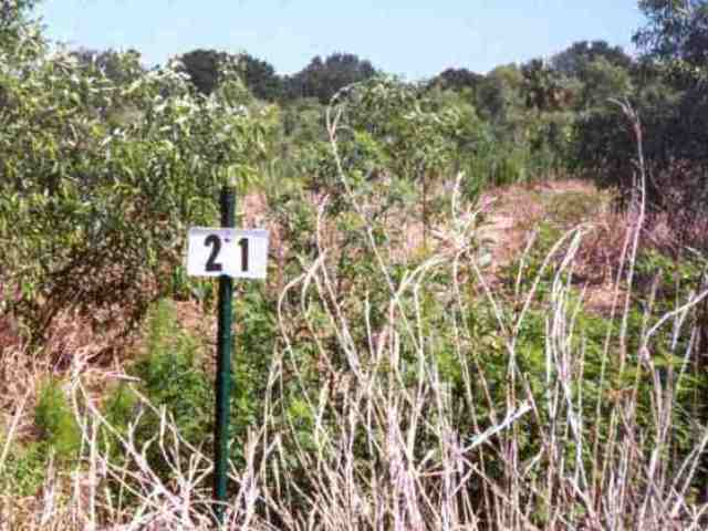 Pasture prior to being converted to a created freshwater marsh (2002). Pasture prior to being converted to a created freshwater marsh (2002).