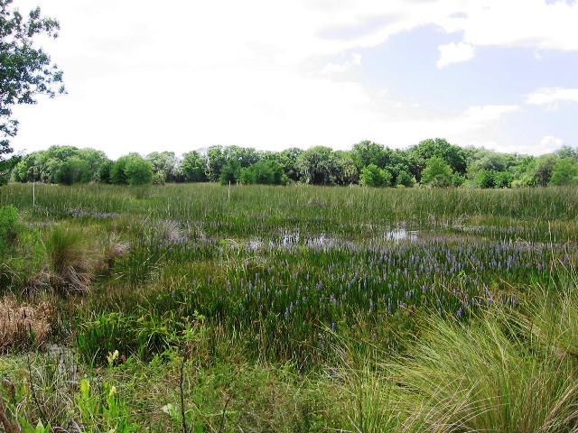 Created freshwater marsh progress (2007). Created freshwater marsh progress (2007).