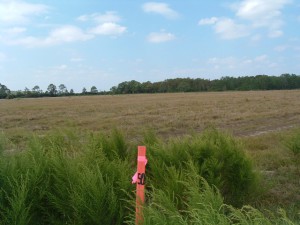 Before hydric pine restoration (2005).