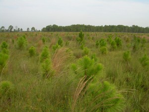 Hydric pine restoration area (2008).
