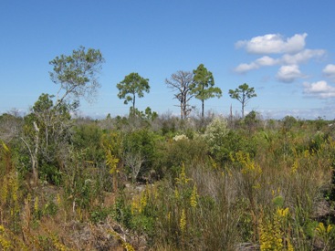 The diversity of native vegetation increases after a prescribed burn (2008). The diversity of native vegetation increases after a prescribed burn (2008).