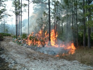 Using prescribed fire as a management tool.