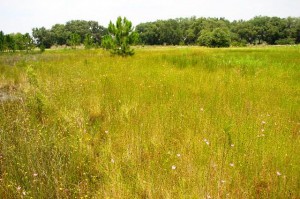 Restored wet prairie (2003)