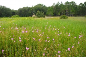 Rhexia meadow (2003)