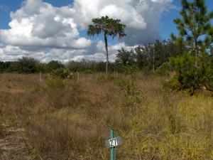 Upland restoration progress (2008)