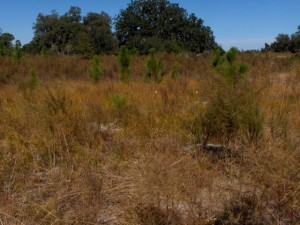 Upland with Transplanted Cutthroat Grass (2008)