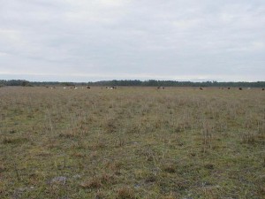 Pasture before restoration.