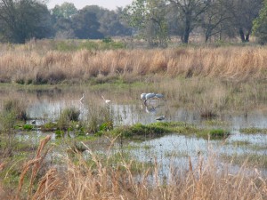 Wading birds in restored wetland (2004)