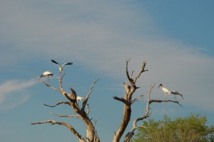 Wood storks roosting (2002)