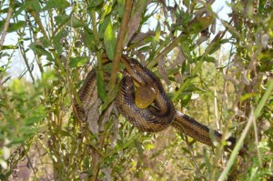 Yellow Rat Snake (2009)