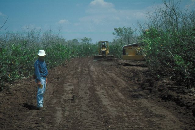 Mosquito ditches were filled to restore hydrology. Mosquito ditches were filled to restore hydrology.