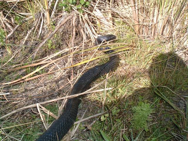 Indigo snake. Indigo snake.
