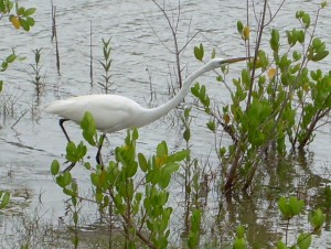 Great Egret