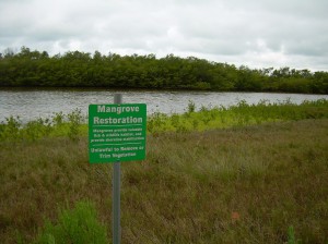 Mangrove Restoration