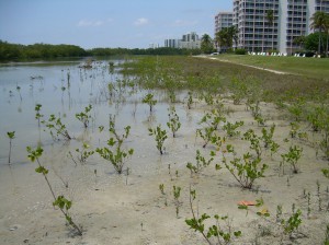 Mangrove Restoration Area