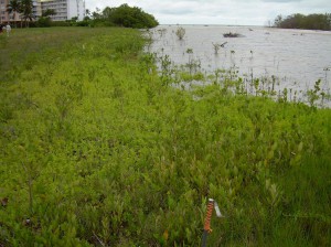 Mangrove Restoration Area