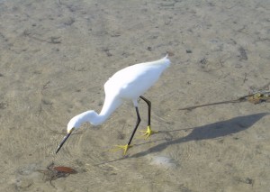 Snowy Egret