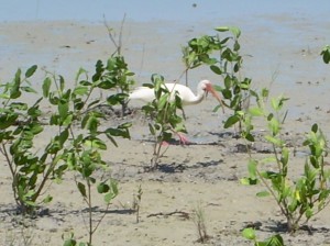 White Ibis