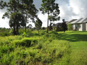 Plant regrowth four months after mechanical removal of vegetation to reduce fire hazard (September 2009)