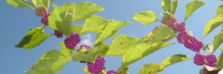 Native Plants & Wildlife