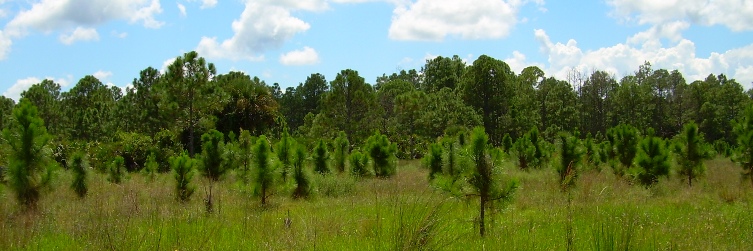 Large Scale Wetland Restoration