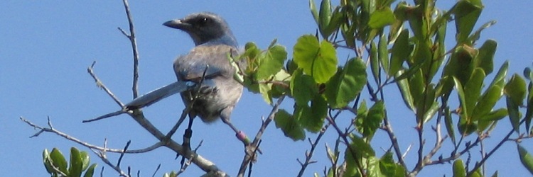 Wildlife Surveys